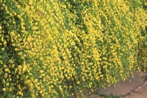 被统称为“雪中四友”之一的迎春花，种植技术介绍