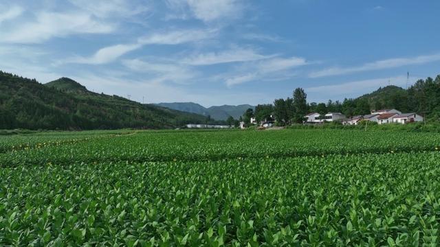 湖北十堰：千亩烟田缔造幸福“茄”乡