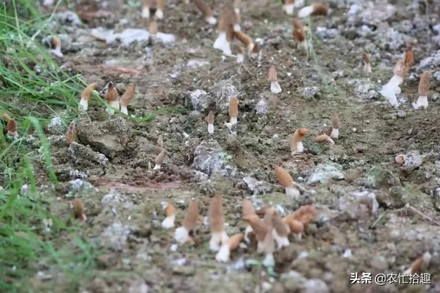 发展种植近10年，仍一斤600元，亩收益可达3万元，却被当“陷阱”