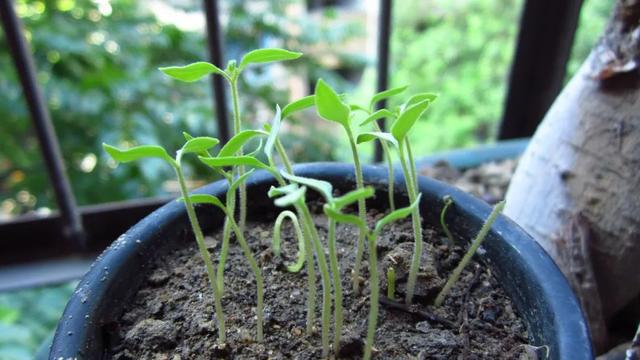 番茄种植计划：“三管”齐下必有收获，0经验也能成功栽种