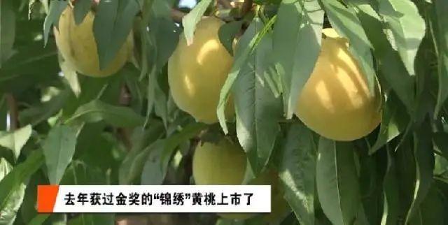 汁多味美！崇明这只“金奖黄桃”上市了，最佳赏味仅10天