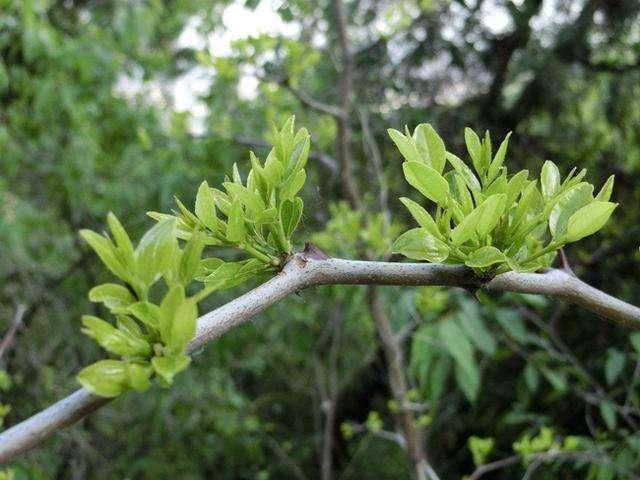 枣树高产栽培技术，做好这几个要点管理，提高枣树坐果率和产量