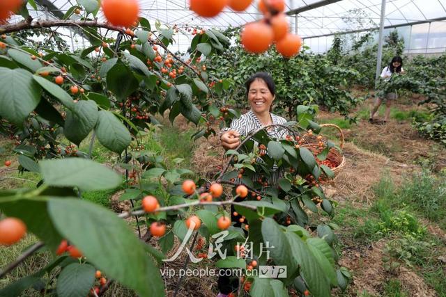 江西东乡：生态果园樱桃诱人生香 绿色产业助力精准扶贫