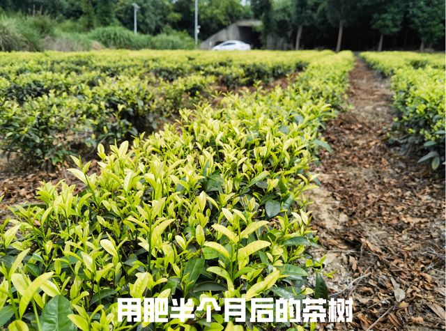 「纳米肥料种植现场」茶树不发新叶长得慢？试试这个肥