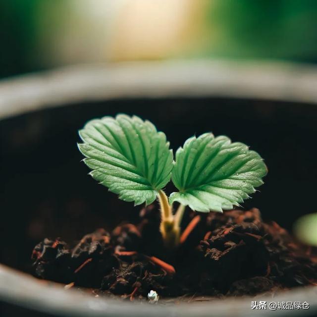 草莓种子的种植方法全过程