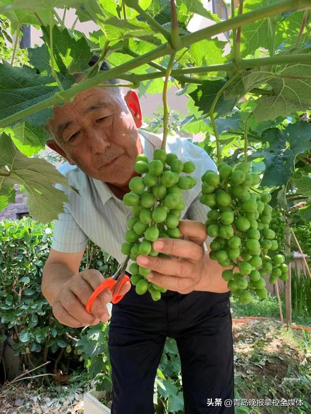 种田“老把式”一辈子琢磨“植物语言” 莱西农民解文新钻研节本增效加绿色种植 攻克众多果蔬疑难杂症