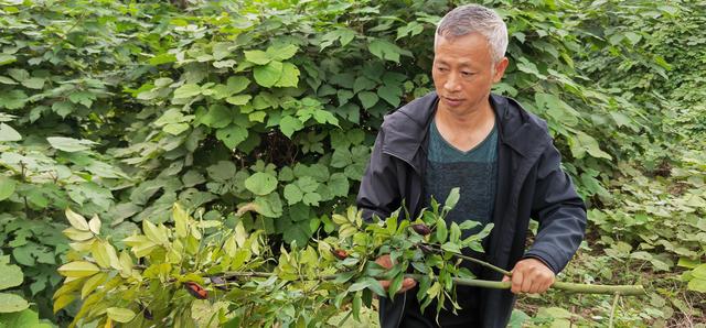 铜梁区红豆树市级林木良种基地首次实现集中规模采种