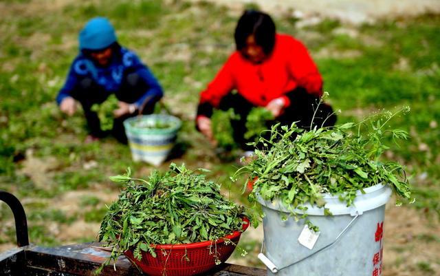 野菜市场前景广阔，种植这几样野菜不愁销路！