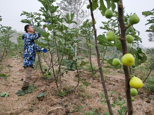 无花果这种果树最好栽培了，很适合在庭院中种植，不需要过多管理