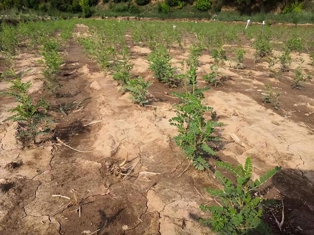 农用酵素管理的有机黄芪田间种植技术