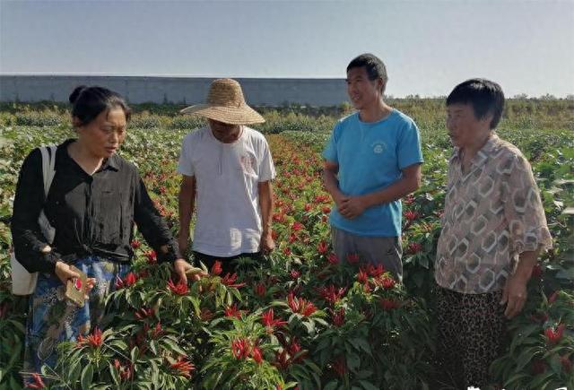 亩收入1万元以上，这几种辣椒栽培模式，“中国辣椒之乡”正在用