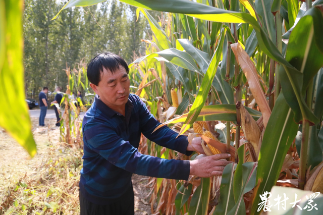 “品字形”玉米高产种植技术，既提高种植密度，又高产稳产