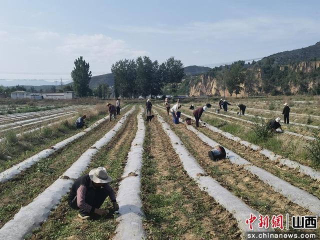 山西黎城县：种好尖椒苗子，踏好致富路子，过上幸福日子