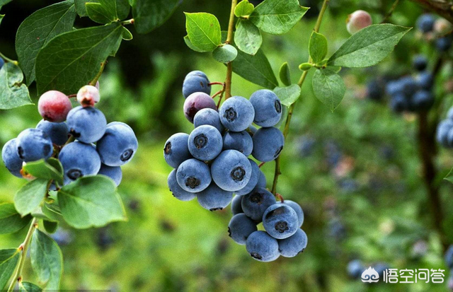 蓝莓种植最重要的环节——土壤改良，学习几点蓝莓土壤改良方法