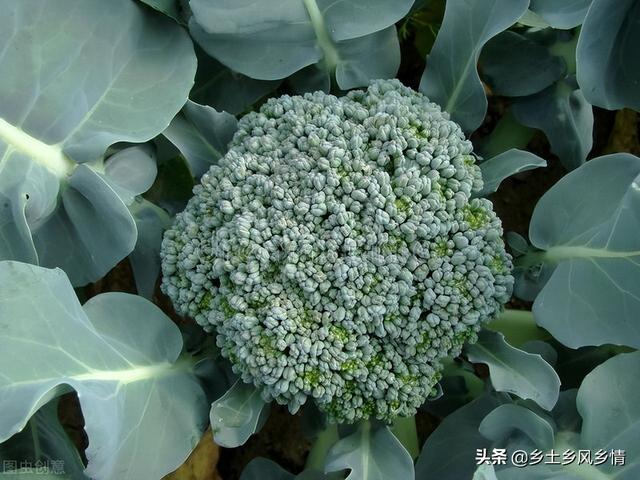 西兰花要先催芽吗？先催芽的三大优势，出苗齐、产量高、成熟早