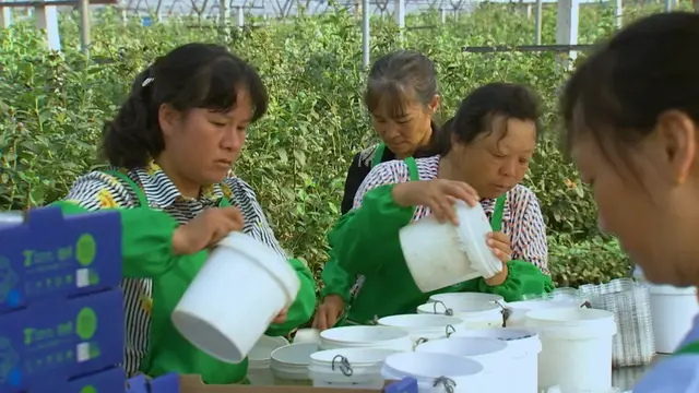 好甜噢~没想到云南这个地方的蓝莓是这样种出来的