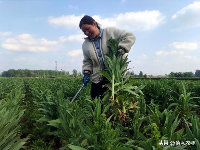 安徽农民巧种田，中药材田套种特色蔬菜，亩收益超万元，值得借鉴