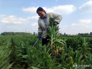 安徽种植的中药(安徽农民巧种田，中药材田套种特色蔬菜，亩收益超万元，值得借鉴)