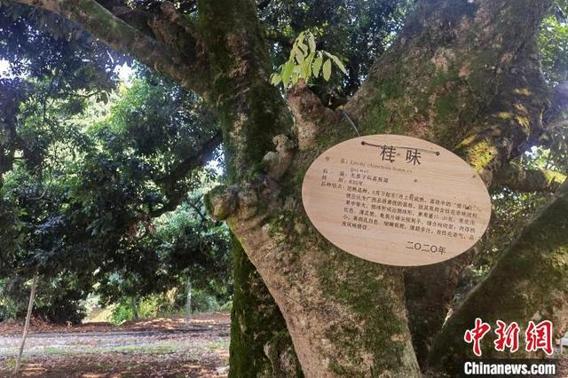 广西钦州灵山县“一树三十荔”令人称奇