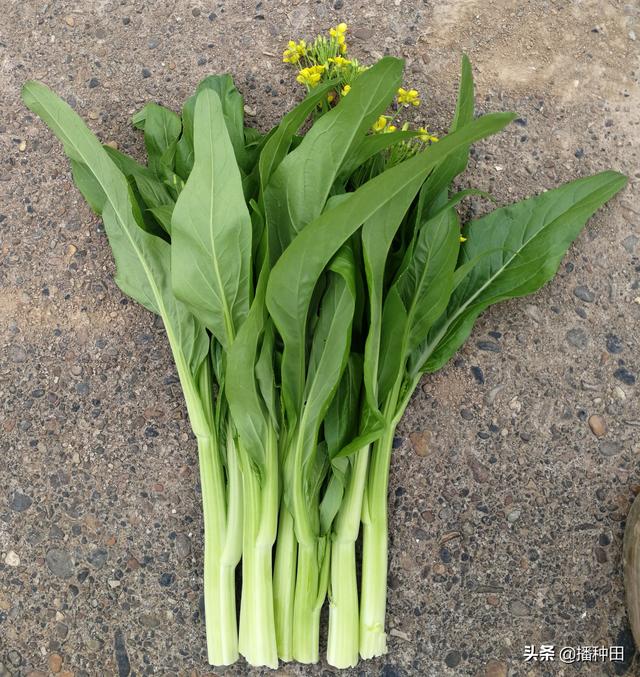 种菜薹的季节就要来了，首要任务是选择几个好的菜薹品种