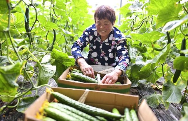 大棚黄瓜种植技术，科学种植，重点做好这几个方面