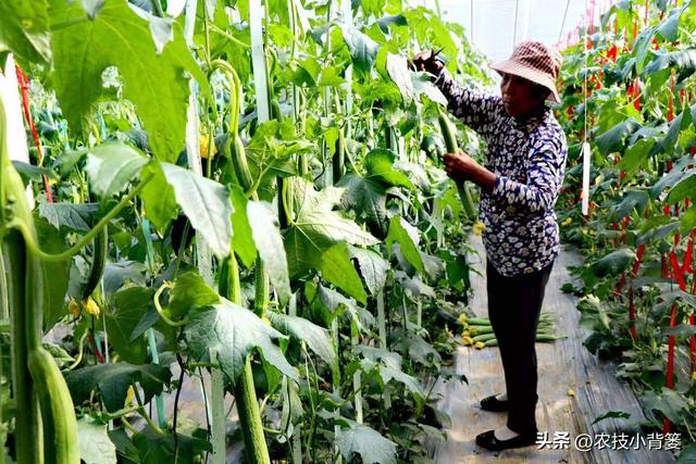 丝瓜如何种植管理才能更优质更高产？记住这6个种植管理技巧