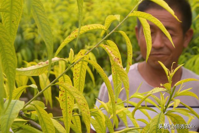 桃树叶片连年发黄，补铁效果不显著，种植户应掌握3种调理方法