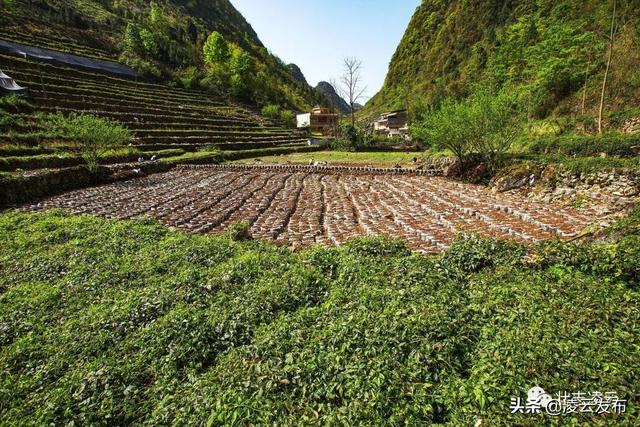 【乡村振兴·壮美凌云】凌云：山旮旯种植三叶青 助推乡村振兴