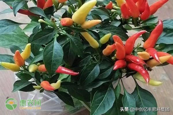 家庭怎么种植辣椒？辣椒的盆栽种植方法