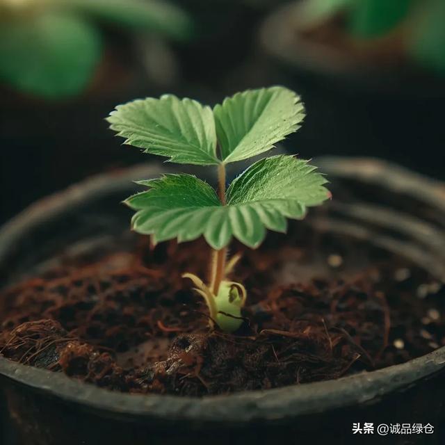 草莓种子的种植方法全过程