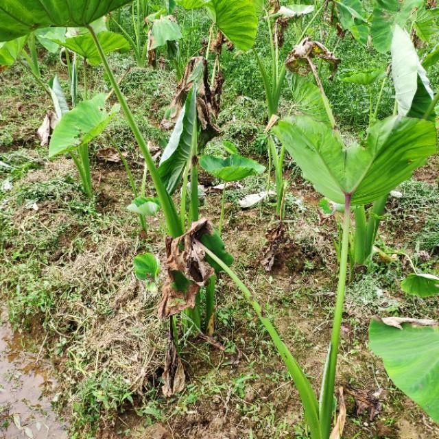 为什么别人种植的芋头既高产又优质？这些种植要点一个都不能少