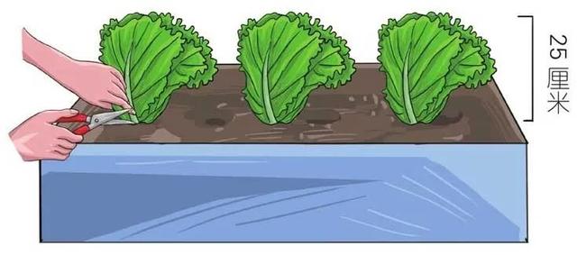 生菜生长周期短宜照顾，“懒人、菜鸟、杀手”都占全也能栽种成功