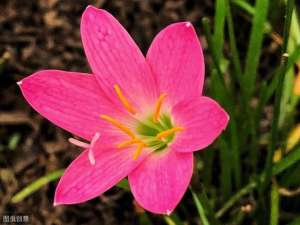 葱兰花种植方法(每日一花——韭兰、葱兰)