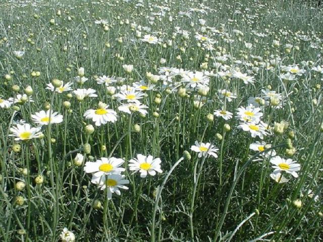 这朵菊花很好看，更能杀死多种田间害虫，你会种吗？