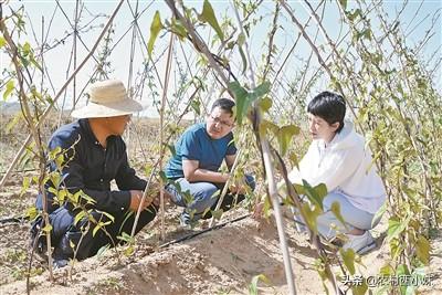 高产山药的种植要点 这一些要做好