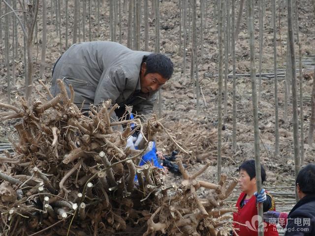 楸树冬季“收种”忙，种植迎来收益期