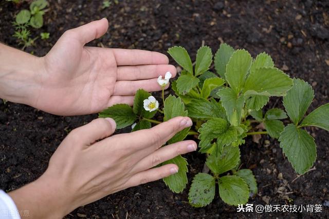 草莓上市早、产量高，促好花芽分化是关键，这十个管理技巧要用好