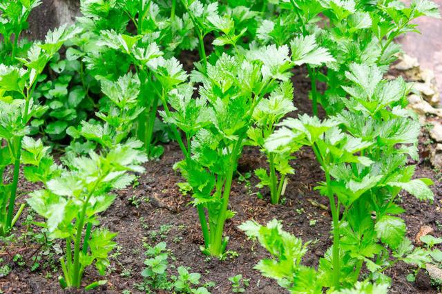 芹菜种植栽培技术要点，以及科学化田间管理，建议收藏