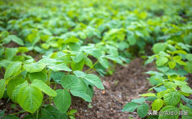 种植大豆，如何使用底肥、种肥、追肥、叶面肥才能实现高产优收？