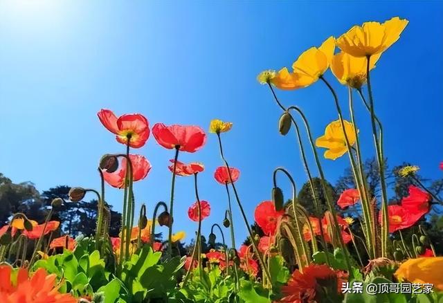 4种适合打造花海的草花，花期很长，有了院子可以种上一片