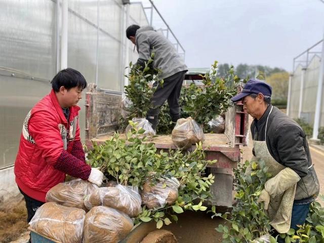 玉屏：初春油茶育苗忙