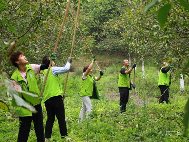 甘肃成县：小核桃“闯”出富民新产业