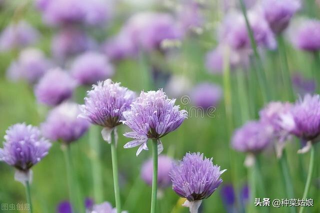 深秋了，种点香葱、香芹吧，种植方法简单，别老种香菜、菠菜了