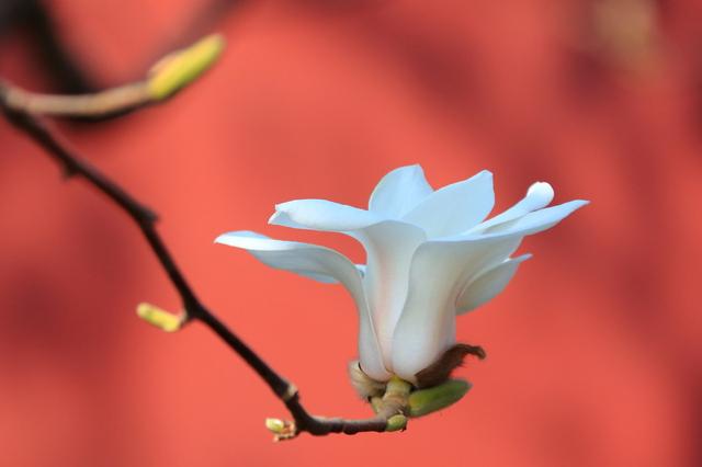 玉兰庭院植一株，栽种解决4要点，香满庭院绿满屋