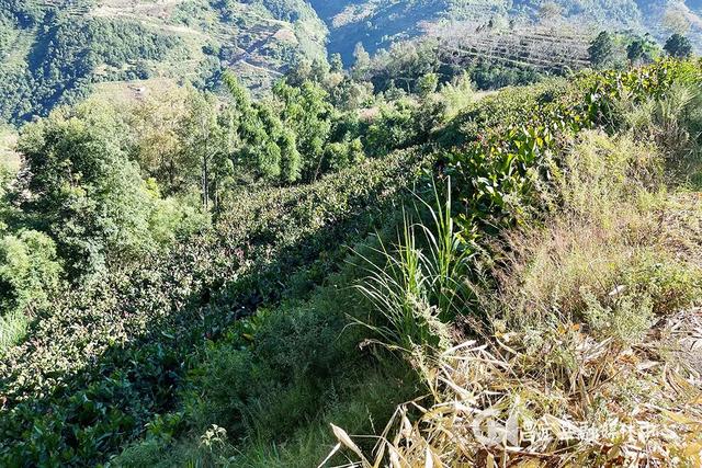 漭水明华：种植芭蕉芋 绿山地来又扩增收