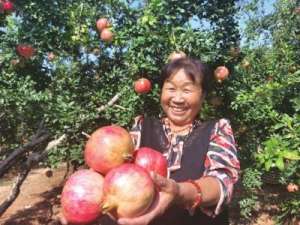 河南石榴种植基地(洛阳市孟津区小浪底镇软籽石榴上市 品牌打造助力乡村产业振兴)