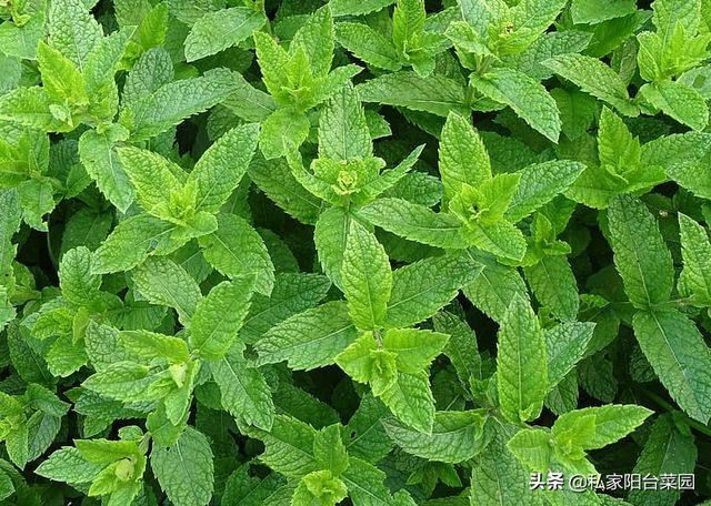 薄荷耐寒又好养，冬至前后种，香满一春节