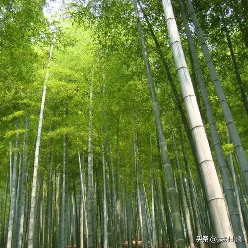 楠竹的生物特性、使用价值及种植技术