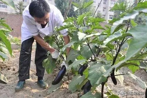 茄子小拱棚短期覆盖种植技术要点