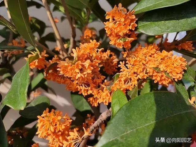 ​桂花怎样种植长得好？沙土栽种，半阴养，多喷水，提高活性